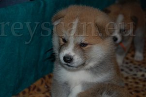 1 tady něco smrdí.jpg